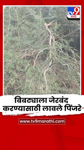 धुळ्यातील निमडाळे शिवारात बिबट्याला जेरबंद करण्यासाठी लावले पिंजरे.