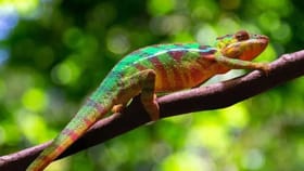 जग मोठ्या संकटात, सरड्यांच्या पावसाला सुरुवात, 100 वर्षांपूर्वीही....