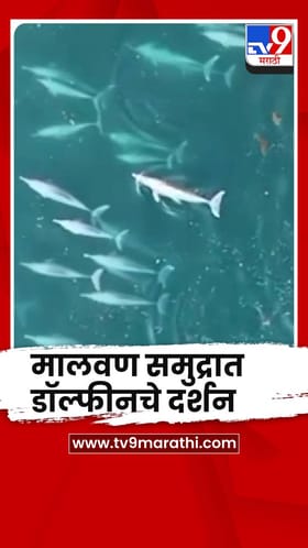 मालवणच्या समुद्रात 70 ते 75 डॉल्फीनचे दर्शन