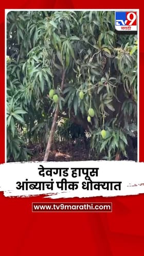 देवगड हापूस आंबा बागायतदार चिंतेत; 90 ते 95 टक्के आंब्यांचं नुकसान