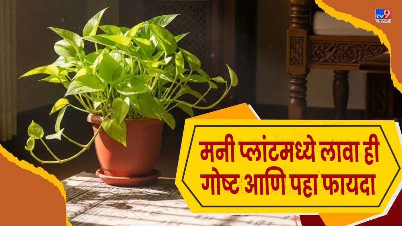 बाल्कनी किंवा बागेत लावलेली झाडे घराचे सौंदर्य वाढवतातच पण वातावरण ताजंतवानं आणि शांत करतात. वास्तुशास्त्रानुसार, काही खास झाडे सकारात्मक ऊर्जा आणि समृद्धीला आमंत्रित करतात, ज्यामध्ये मनी प्लांटला महत्त्वाचे स्थान दिले जाते. योग्य दिशेने आणि योग्यरित्या लावलेला मनी प्लांट घरात आर्थिक स्थिरता आणि प्रगती आणण्यास मदत करतो. ( Photo Credits: AI Generated )