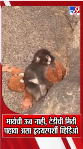 मायेची ऊब नाही, टेडीची मिठी, पहावा असा हृदयस्पर्शी व्हिडिओ.