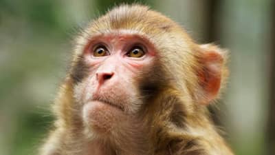 दीड महिन्याचे बाळ माकडाने पळवले, गावकऱ्यांनी युक्तीने वाचवले, जाणून घ्या