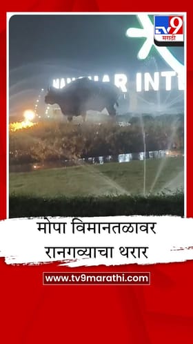 मोपा विमानतळावर रानगव्याचा थरार; प्रवाशांची उडाली तारांबळ.
