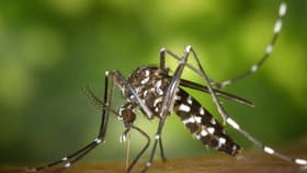 फक्त 10 रुपये खर्च, घरातील मच्छरांचा लगेच होतो नायनाट, वाचा ट्रिक काय.