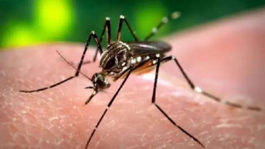 आजकाल मच्छर ही प्रत्येक घरातील प्रमुख समस्या बनली आहे. रात्र झाली की हे मच्छर बरोबर बाहेर येऊन चावायला लागतात. काही मच्छरांमुळे तर वेगवेगळे आजारही होतात. म्हणूनच मच्छरांची विल्हेवाट लावण्यासाठी अनेकजण वेगवेगळ्या क्लृप्त्या करतात.