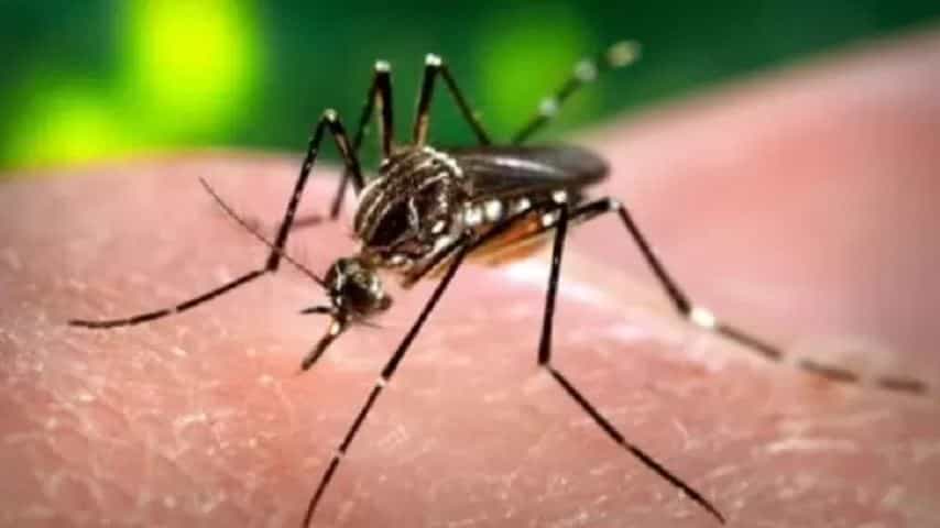आजकाल मच्छर ही प्रत्येक घरातील प्रमुख समस्या बनली आहे. रात्र झाली की हे मच्छर बरोबर बाहेर येऊन चावायला लागतात. काही मच्छरांमुळे तर वेगवेगळे आजारही होतात. म्हणूनच मच्छरांची विल्हेवाट लावण्यासाठी अनेकजण वेगवेगळ्या क्लृप्त्या करतात.