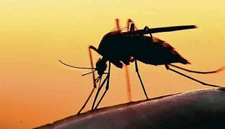 परंतु असे काही घरगुती उपाय आहेत, ज्यांचा वापर केल्यास घरातील मच्छरांचा नायनाट होऊ शकतो. विशेष म्हणजे हे उपाय खर्चिकदेखील नाहीत. कांद्याच्या वरची साल, तमालपत्र, कापूर, मोहरीच तेल, एक दिवा या गोष्टी असतील तर तुम्ही मच्छरांचा नायनाट करू शकता. 