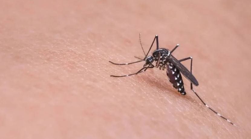 विशेष म्हणजे हा उपाय करण्यासाठी जास्त पैसेदेखील खर्च करावे लागत नाहीत आणि मच्छरदेखील घरातून निगून जातात. (टीप- ही स्टोरी प्राथमिक स्त्रोतांवर आधारलेली आहे. कोणताही प्रयोग करण्याआधी तज्ज्ञांचा सल्ला आवश्य घ्या)