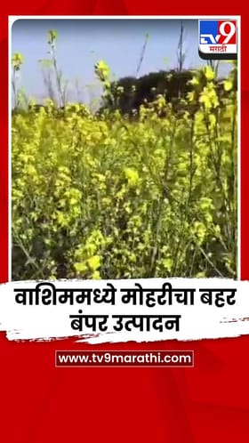 वाशिममध्ये मोहरीचा बहर; कमी क्षेत्रातही बंपर उत्पादन.