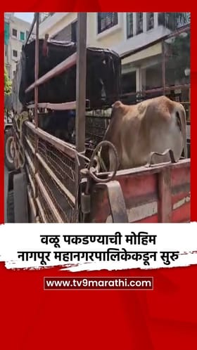 वळू पकडण्याची मोहिम नागपूर महानगरपालिकेकडून सुरु.