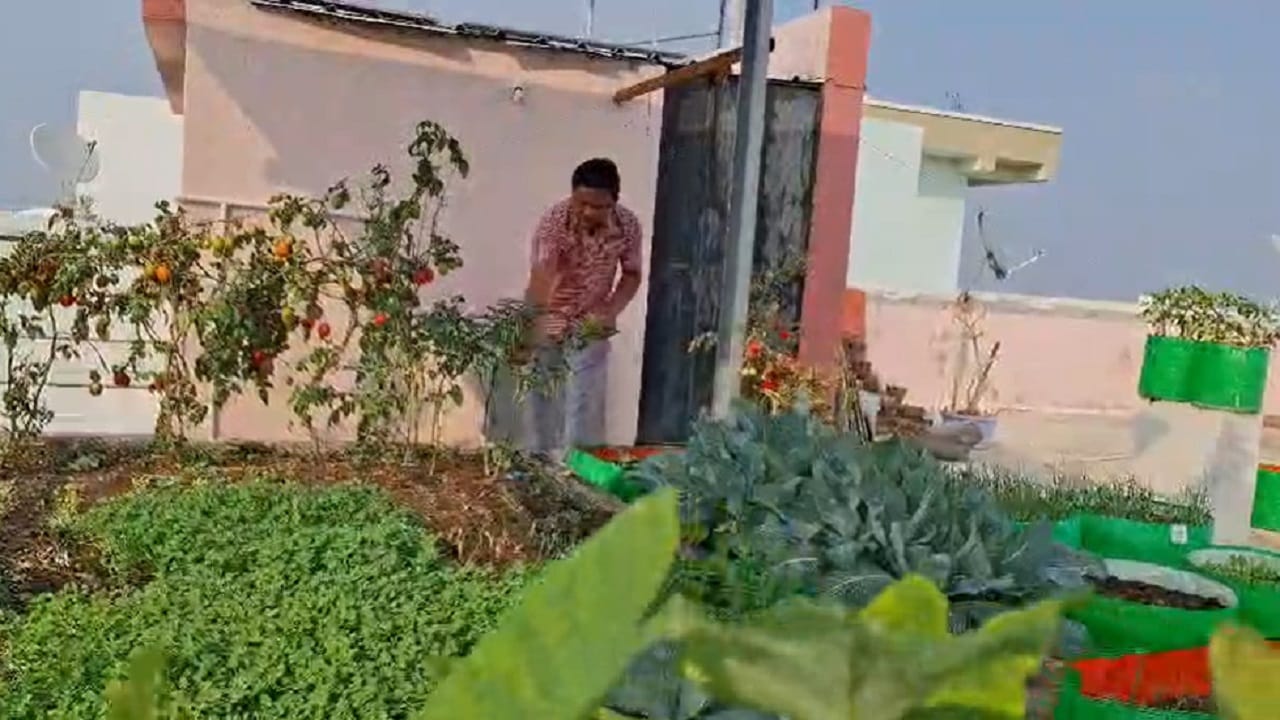 डॉ. बडे यांनी 2023 मध्ये आपल्या घराचे बांधकाम पूर्ण करतानाच 'टेरेस गार्डन'चे नियोजन केले होते. छताला ओलावा किंवा गळती लागू नये, यासाठी त्यांनी विशेष काळजी घेतली. पाण्याच्या नियोजनासाठी त्यांनी छतावरील टाकीला वेगळा व्हॉल्व जोडून पॉइंट काढत त्याला पाईप जोडून फवाऱ्या सारखे पाणी या बागेला देतात यामुळे पाण्याचा अपव्यय टाळून झाडांना आवश्यक तेवढेच पाणी मिळत आहे.