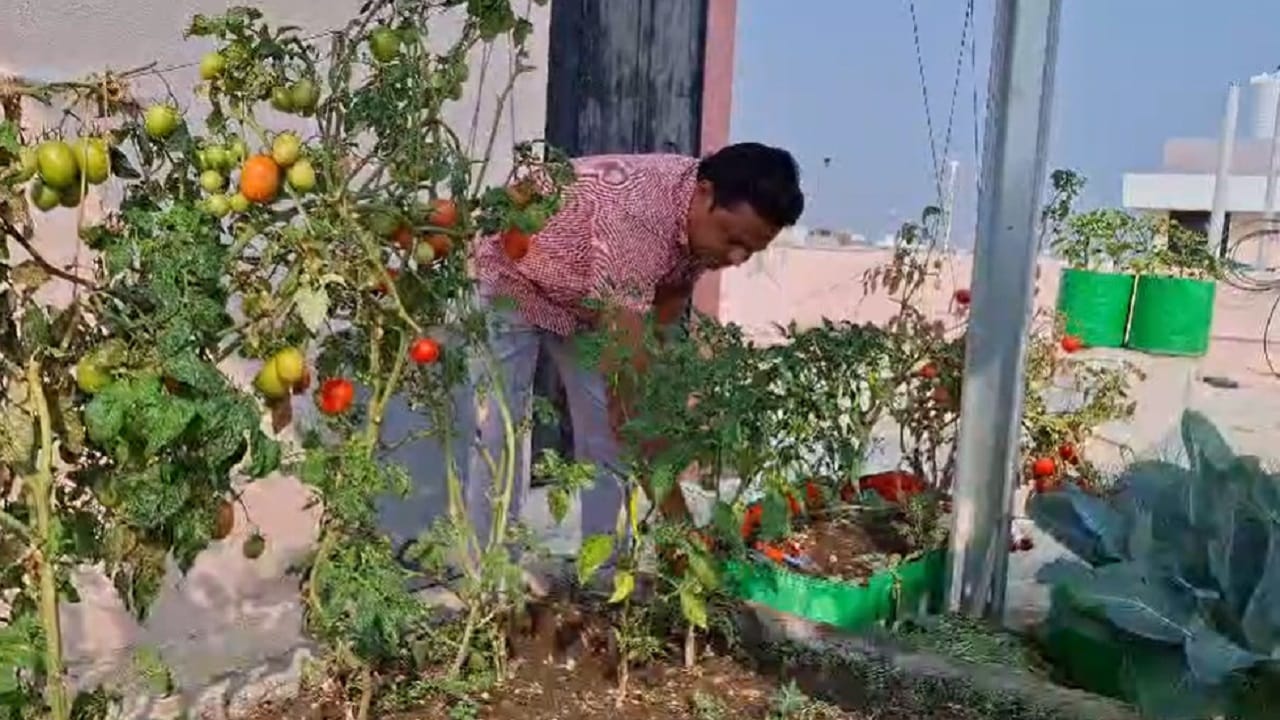 सध्या या बागेतून डॉ. बडे यांच्या कुटुंबाला रोजच्या आहारात लागणाऱ्या बहुतांश भाज्या उपलब्ध होत आहेत. यात मुख्यत्वे वांगी, टोमॅटो, हिरवी मिरची, काकडी, कद्दू या फळभाज्या आहेत.