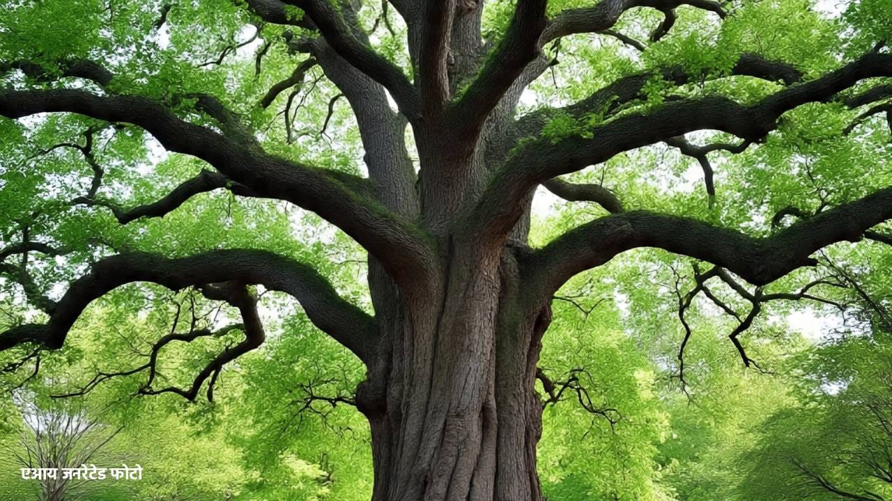 तर काही झाड हे आकाराने फारच विशाल असतात. पृथ्वीवरचे सर्वात मोठे झाड नेमके कोणते आहे, असे नेमही विचारले जाते. आता याच झाडाबाबत आपण जाणून घेऊ या..मिळालेल्या माहितीनुसार अमेरिकेतील सिकोईया राष्ट्रीय उद्यानात हे झा आहे. हे झाड खूपच विशाल आणि महाकाय आहे. 