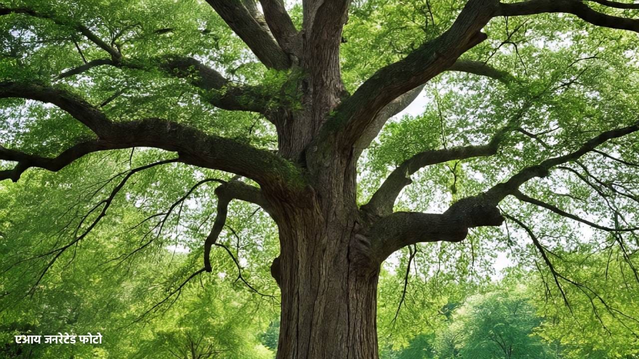 पर्यावरणाच्या संतुलनासाठी, प्रदूषण कमी करण्यासाठी पृथ्वीवर झाडांचे असणे खूप गरजेचे आहेत. आजघडीला पृथ्वीवर झाडांच्या लाखो प्रजाती आहेत. काही प्रजाती तर फारच दुर्मिळ आणि चमत्कारिक आहेत. पृथ्वीवर असे काही झाड आहेत जे शेकडो वर्षे जगतात. 