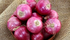 कांदा कोणी खाऊ नये? आरोग्यदायी मानला जाणारा कांदा तुमच्यासाठी विषासमान.