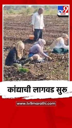 धुळ्यात रबी हंगामातील कांदा लागवडीला सुरुवात.