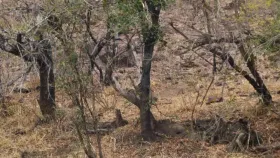 तुमची नजर किती तीक्ष्ण आहे? या जंगलात लपलेला बिबट्या शोधून दाखवा!.