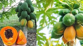 औषधापेक्षा कमी नाहीत पपईची पाने आणि बिया, जाणून घ्या फायदे.