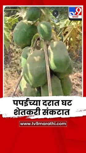 नंदुरबारमध्ये पपईच्या दरात घट, शेतकरी आर्थिक संकटात; खर्चही निघेना.