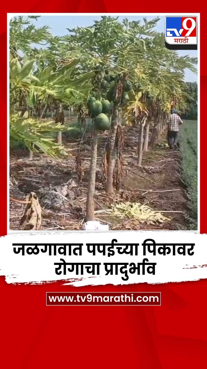 जळगावात पपईच्या पिकावर रोगाचा प्रादुर्भाव; शेतकऱ्यांचा खर्चही निघणं कठीण