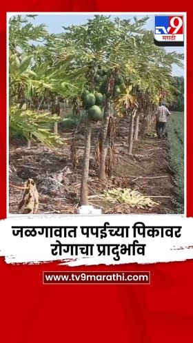 जळगावात पपईच्या पिकावर रोगाचा प्रादुर्भाव; शेतकऱ्यांचा खर्चही निघणं कठीण