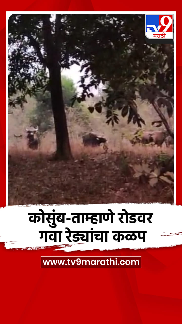 कोसुंब-ताम्हाणे रोडवर गवा रेड्यांचा कळप