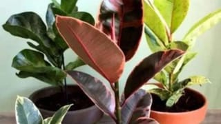 Vastu Shastra : गरीबी दूर करणारं झाडं, आहेत खूपच चमत्कारीक फायदे