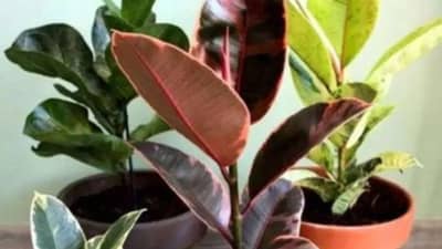 Vastu Shastra : गरीबी दूर करणारं झाडं, आहेत खूपच चमत्कारीक फायदे