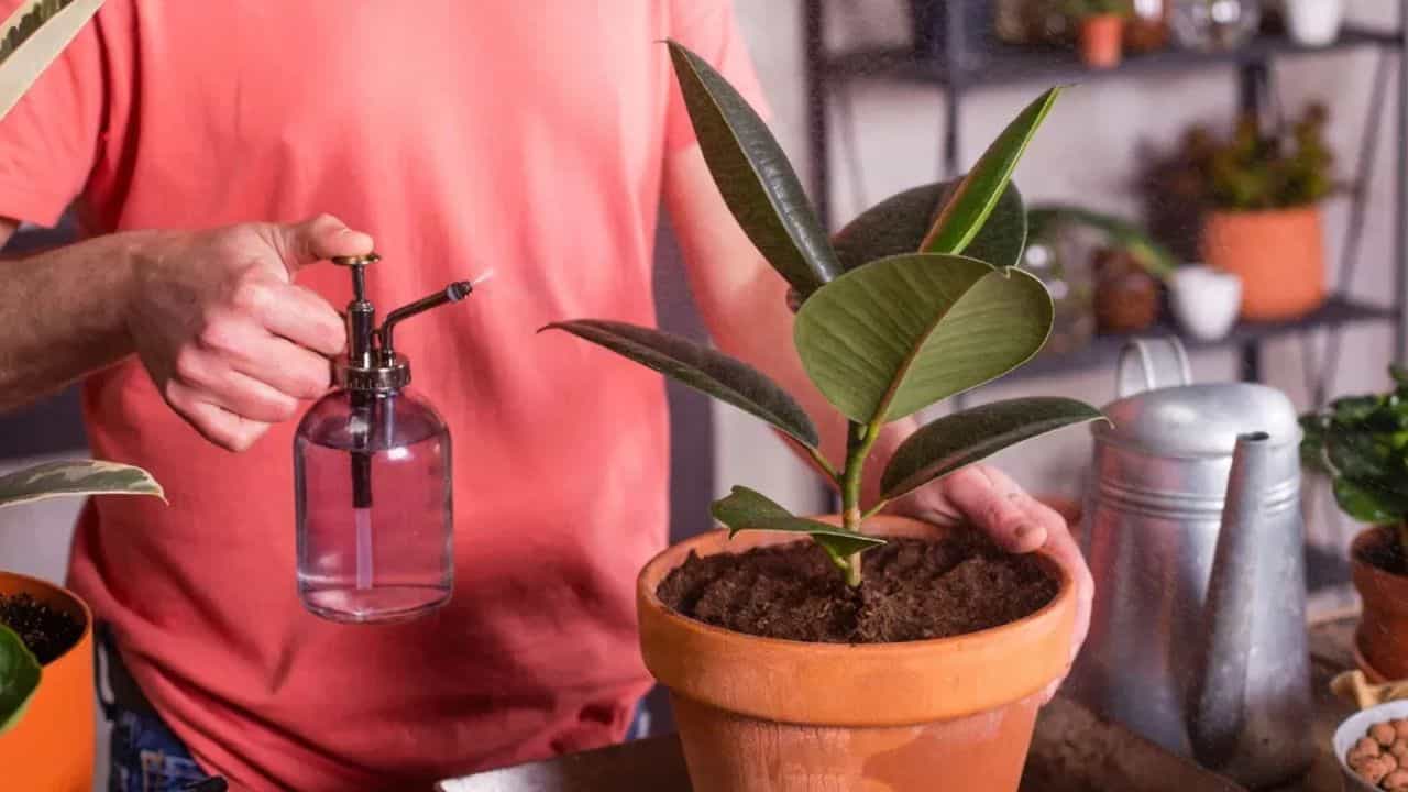 vastu tips : घरात लावा फक्त हे एक झाड, कधीच पैसा कमी पडणार नाही