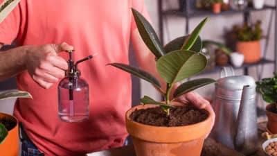 vastu tips : घरात लावा फक्त हे एक झाड, कधीच पैसा कमी पडणार नाही