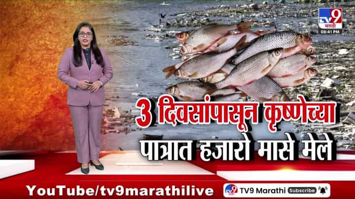 कृष्णेच्या पात्रात 3 दिवसांपासून हजारो माशांचा मृत्यू! कृष्णेच्या पात्रात 3 दिवसांपासून हजारो माशांचा मृत्यू!