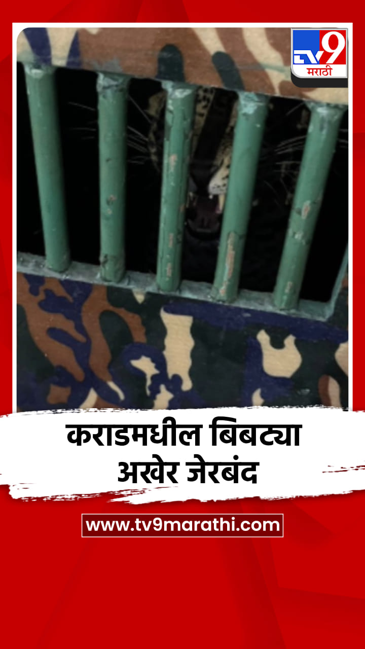 कराडमधील बिबट्या अखेर जेरबंद