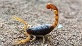 विंचू आपल्या आईला खरंच खाऊन टाकतो का? सत्य वाचून डोक्याला लावाल हात!.