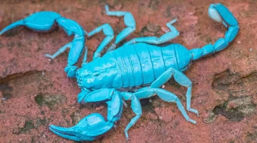 विंचू पाहिला की अनेकजण घाबरतात. कारण विंचू एकदा चावला की त्याच्या विषामुळे खूप त्रास होते. अंगाची आग होते. त्यामुळेच विंचू चावल्यावर लवकरात लवकर रुग्णालयात जाण्याचा सल्ला दिला जातो. याच विंचवाबद्दल अनेक समज गैरसमज आहेत. 