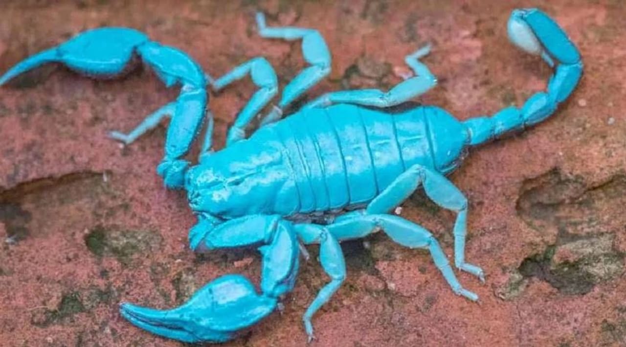 विंचू पाहिला की अनेकजण घाबरतात. कारण विंचू एकदा चावला की त्याच्या विषामुळे खूप त्रास होते. अंगाची आग होते. त्यामुळेच विंचू चावल्यावर लवकरात लवकर रुग्णालयात जाण्याचा सल्ला दिला जातो. याच विंचवाबद्दल अनेक समज गैरसमज आहेत. 