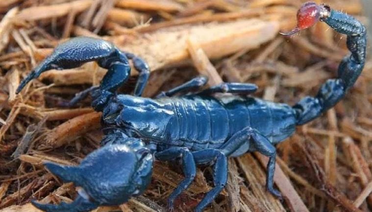 विंचवाची पिलं जन्म झाला की लगेच आपल्या आईला खाऊन टाकतात, आईचीच शिकार करतात असा दावा नेहमी केला जातो. या दाव्यांमध्ये किती सत्यता आहे ते जाणून घेऊ या. आईच्या प्रेमाचे उदाहरण देताना मादा विंचू  आपल्या मुलांना जेवण मिळावे म्हणून स्वत:च्या जीवनाचा त्याग करते, असा दावा केला जातो.