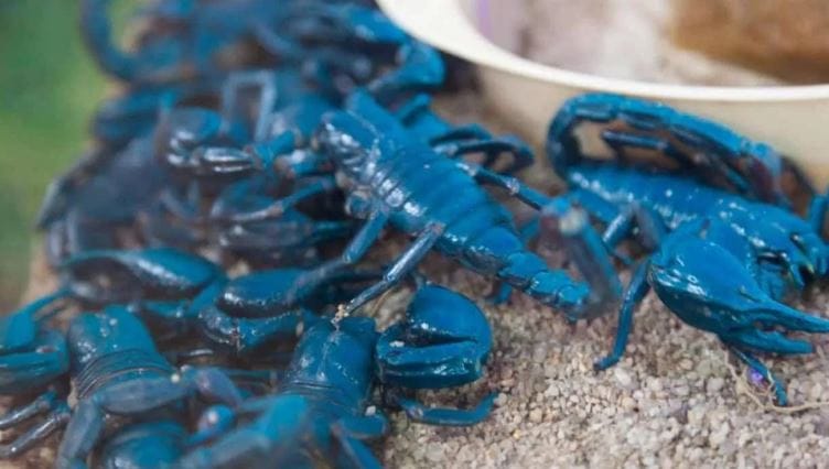 परंतु या क्षेत्रातील तज्ज्ञांच्या मतानुसार ही फक्त एक वदंता आहे. मादी विंचू अंडे न देता थेट आपल्या मुलांना जन्म देते. या प्रक्रियेला स्कॉर्पलिंग म्हटले जाते. मादी विंचू एका वेळेला दहा ते 100 मुलांना जन्म देऊ शकते. विंचवाची  मुलं जन्मल्यानंतर खूप नाजूक असतात. त्यांचा बाहेरचा भाग टणक झालेला नसतो. 