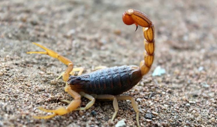 विंचवाची पिलं स्वत:चे संरक्षण करण्यासाठी आपल्या आईच्या पाठीवर जाऊन बसतात. आपल्या आईच्या पाठीवर ही पिलं साधारण दहा ते 20 दिवस राहतात. या काळात मादी विंचू आपल्या छोट्या पिलांचे रक्षण करते. त्यांची शिकार होऊ धेत नाही. एरिझोना स्टेट युनिव्हर्सिटीमधील जुन्या जर्नलनुसार नवजात पिलांनी आपल्याच आईची शिकार करणे ही खूपच दुर्मिळ बाब आहे. 