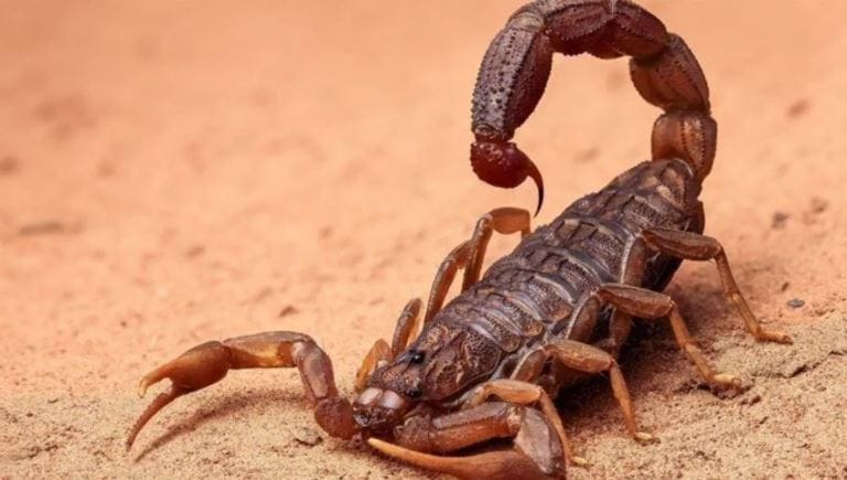 कोळी, स्युडोस्कॉर्पियन्समध्ये हा प्रकार दिसून येतो. विंचवाची पिलं आपल्या आईचीच शिकार करतात, यात तथ्य नाही. परंतु आपली जी मुलं अशक्त, कमकुवत असतात, अशा पिलांची शिकार मादी विंचू करते. अन्य सशक्त आणि बलशाली पिलांचे चांगले पोषण व्हावे म्हणून मादी विंचू कमजोर मुलांना खाऊन टाते. 