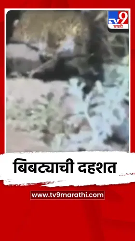 पुण्यातील शिरूर तालुक्यात बिबट्याची दहशत.