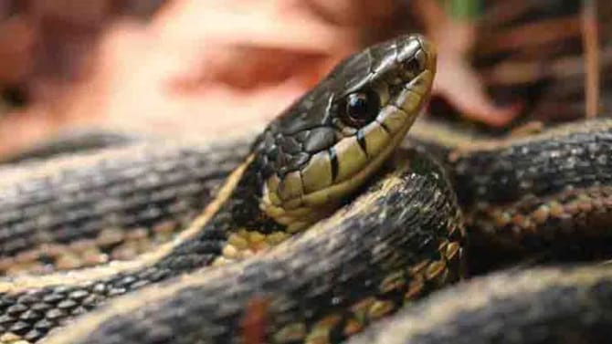 जाळा फक्त ही एक छोटीशी वस्तू, पुन्हा वर्षभर घरात येणार नाही साप