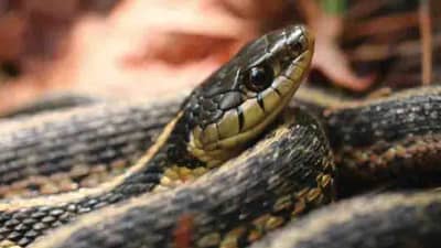 जाळा फक्त ही एक छोटीशी वस्तू, पुन्हा वर्षभर घरात येणार नाही साप, गावात कोणाकडेही सहज मिळेल