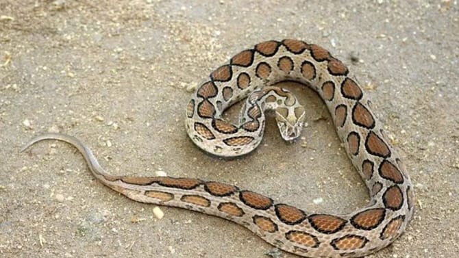 झाड दिसायला खूपच सुंदर, पण सापांना आमंत्रण, घरात ही वनस्पती लावूच नका