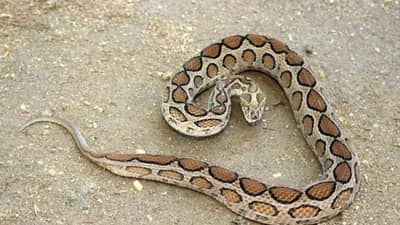 झाड दिसायला खूपच सुंदर, पण हमखास सापांना आमंत्रण, घरात ही वनस्पती लावूच नका