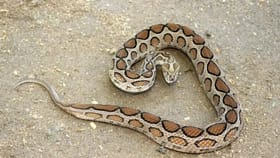 साप घरापासून एक किलोमीटर राहतो लांब, आदिवासींनी सांगितला रामबाण उपाय.