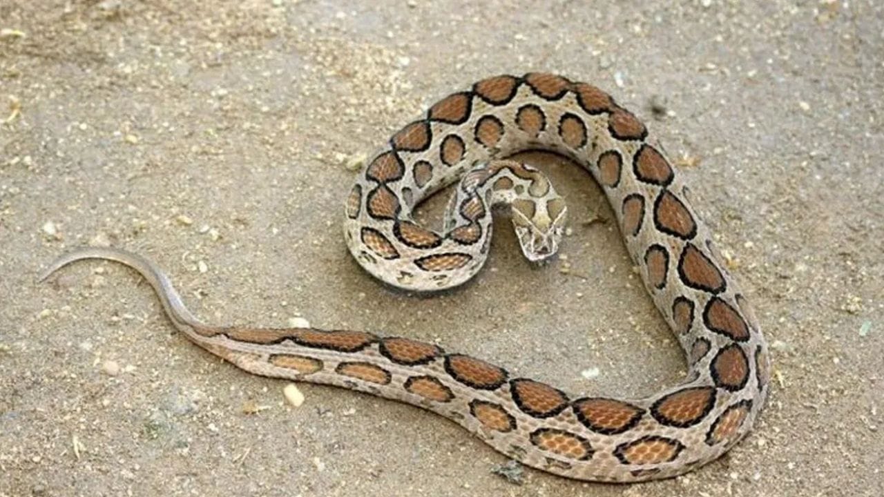 साप घरापासून एक किलोमीटर राहतो लांब, आदिवासींनी सांगितला रामबाण उपाय, एकदा हे झाड लावून बघाच साप घरापासून एक किलोमीटर राहतो लांब, आदिवासींनी सांगितला रामबाण उपाय, एकदा हे झाड लावून बघाच