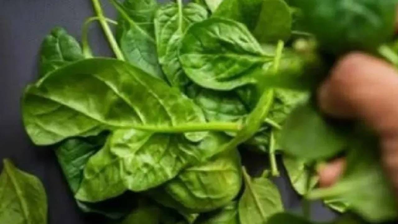 आपल्या सर्वांनाच माहिती आहे की, पालक आपल्या आरोग्यासाठी अत्यंत फायदेशीर आहे. पालकचा दररोजच्या आहारात समावेश केल्याने अनेक आरोग्य समस्या दूर होण्यास मदत होते. 