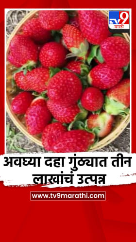 अवघ्या दहा गुंठ्यात तीन लाखांचं उत्पन्न, सोयाबीन पट्टयात स्ट्रॉबेरी शेतीचा प्रयोग यशस्वी