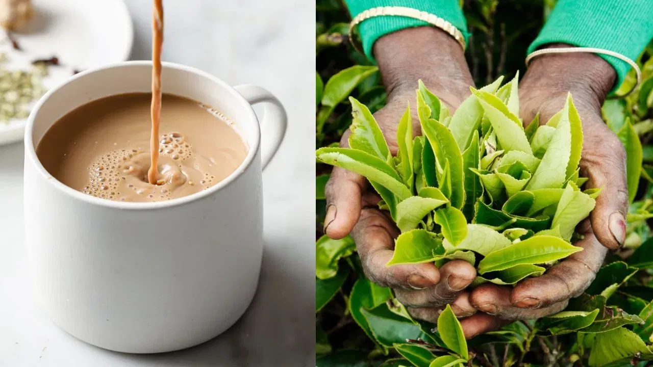 याशिवाय, चहा, साखर, औषधे, ऑटो पार्ट्स आणि काही अभियांत्रिकी साहित्य देखील भारतातून इराणला निर्यात केले जाते. हा व्यापार दोन्ही देशांच्या अर्थव्यवस्थेसाठी फायदेशीर आहे.